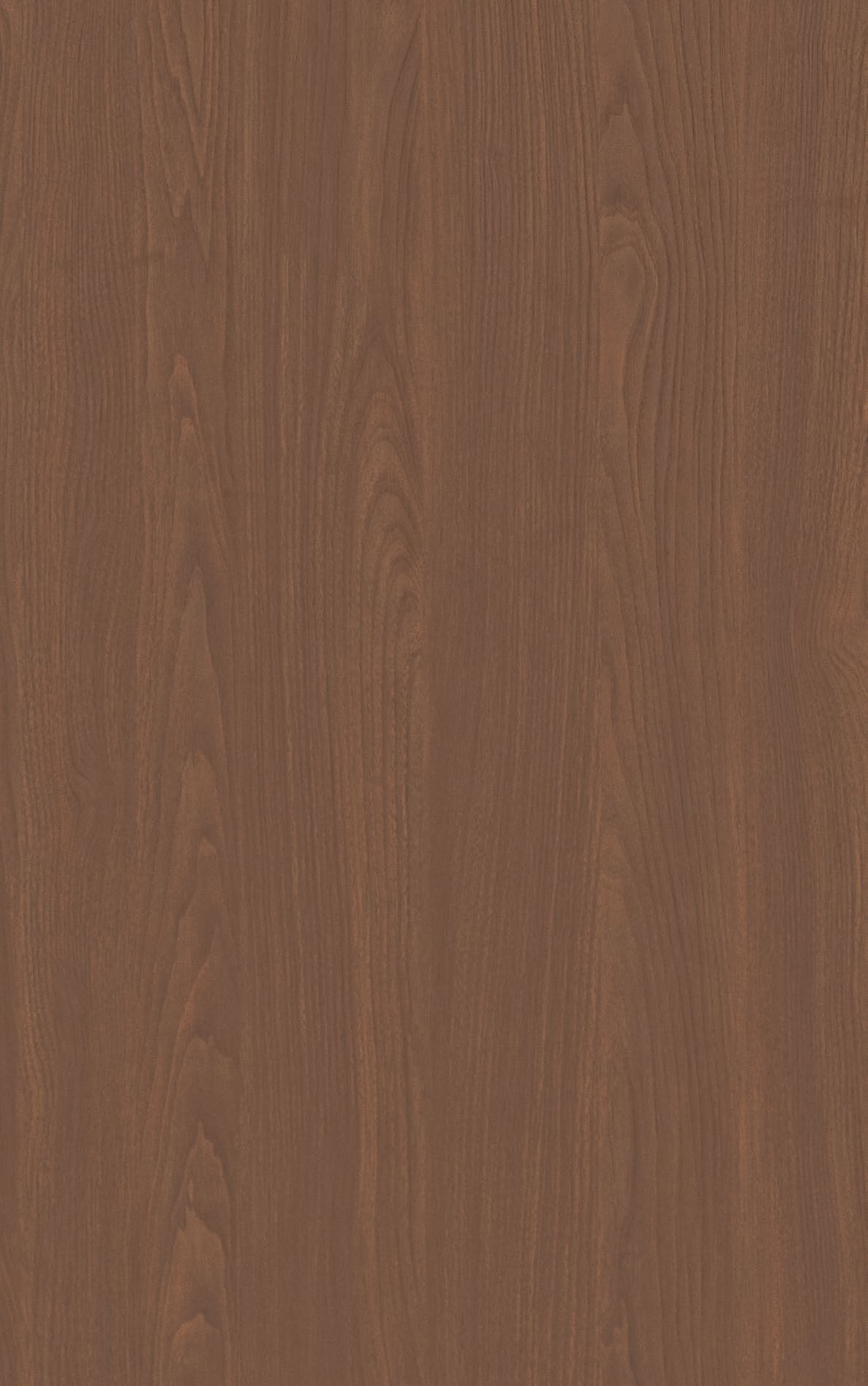 TB302-普罗胡桃-3